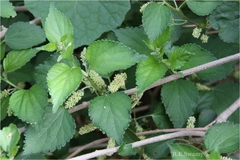 Acalypha fruticosa